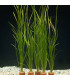 Plantas de acuario Vallisneria nana