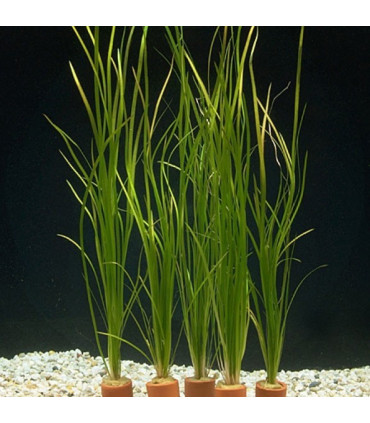 Plantas de acuario Vallisneria nana