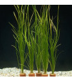 Vallisneria nana