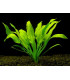 Echinodorus Amazonicus | Espada Amazónica | Acuario Plantado