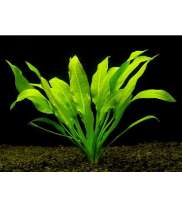 Echinodorus Amazonicus | Espada Amazónica | Acuario Plantado