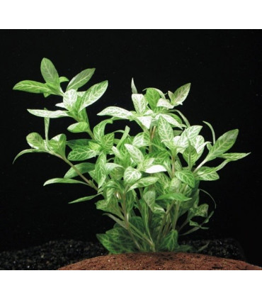 Hygrophila polysperma Rosanervig | Plantas de acuario| Acuario Plantado