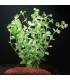 Lysimachia Nummularia | Plantas de acuario| Acuario Plantado