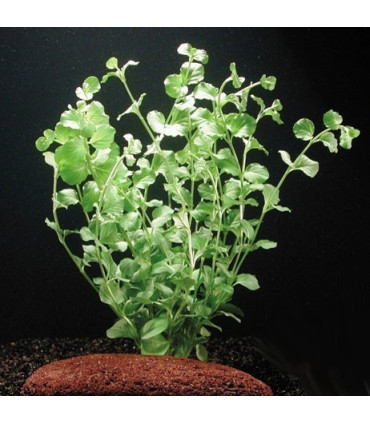 Lysimachia Nummularia | Plantas de acuario| Acuario Plantado