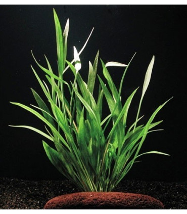 Espada Amazónica Enana | Acuario Plantado