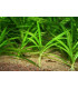 Espada Amazónica Enana | Acuario Plantado