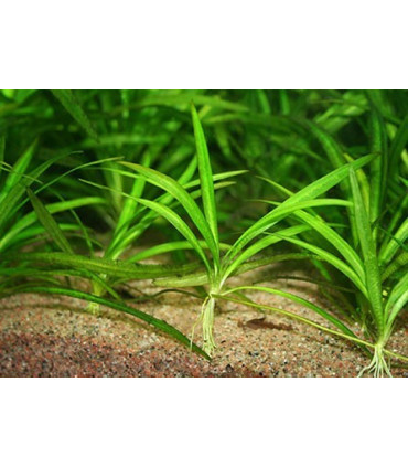 Espada Amazónica Enana | Acuario Plantado
