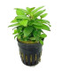 Plantas de acuario Staurogine Rubescens