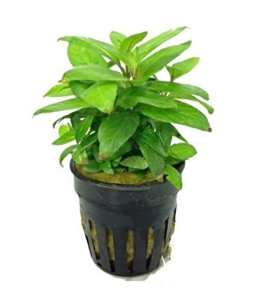 Plantas de acuario Staurogine Rubescens