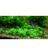 Plantas de acuario Staurogine Rubescens