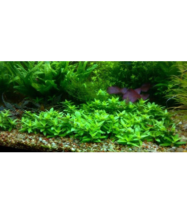 Plantas de acuario Staurogine Rubescens