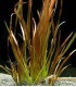 Vallisneria spiralis var. red