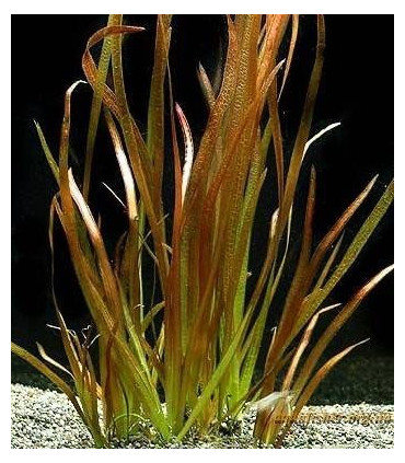 Plantas de acuario Vallisneria spiralis var. red