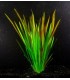 Vallisneria spiralis var. red