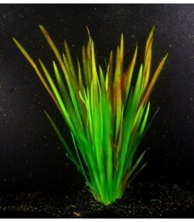 Vallisneria spiralis var. vermelha