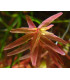 Rotala Colorata | Plantas de acuario| Acuario Plantado