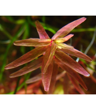 Rotala Colorata | Plantas de acuario| Acuario Plantado