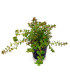 Rotala Colorata | Plantas de acuario| Acuario Plantado