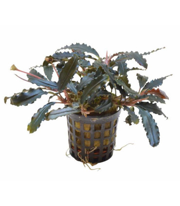 Plantas de acuario | Bucephalandra Biblis