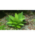 Hygrophila Corymbosa mini | Plantas de acuario| Acuario Plantado