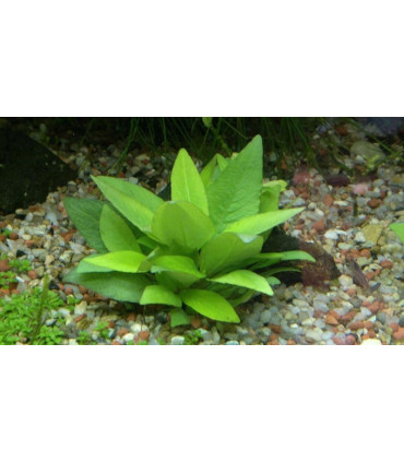 Hygrophila Corymbosa mini | Plantas de acuario| Acuario Plantado