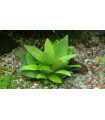 Hygrophila Corymbosa Mini
