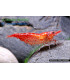 Gambas de acuario Red cherry