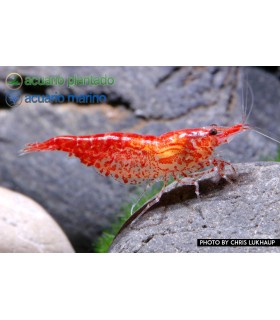 Lote 5x Gamba Red Cherry