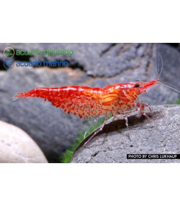 Gambas de acuario Red cherry