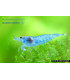 Gambas de acuario Blue Jelly
