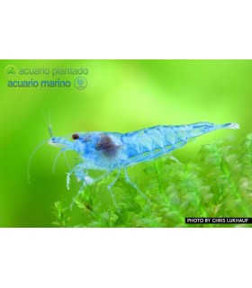 Lote 5x Gamba Blue Jelly