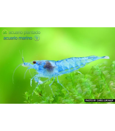 Gambas de acuario Blue Jelly