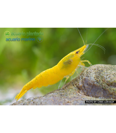 Gambas de acuario Yellow