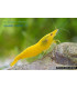 Gambas de acuario Yellow