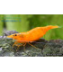 Lote Gambas Naranjas Orange | Gambas de Acuario | Acuario plantado