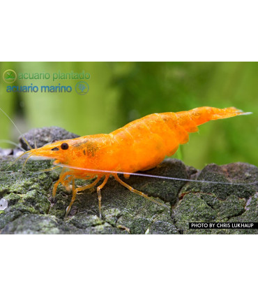 Lote Gambas Naranjas Orange | Gambas de Acuario | Acuario plantado