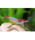 Gambas de acuario Red Rili
