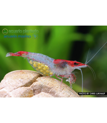 Gambas de acuario Red Rili