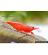 Lote Gamba red cherry super red | Gambas de acuario | Acuario Plantado