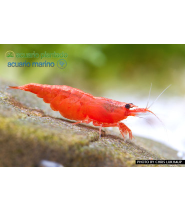 Lote Gamba red cherry super red | Gambas de acuario | Acuario Plantado