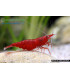Gambas de acuario Red Sakura