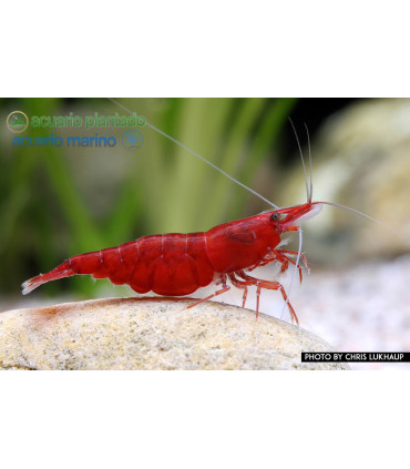 Gambas de acuario Red Sakura