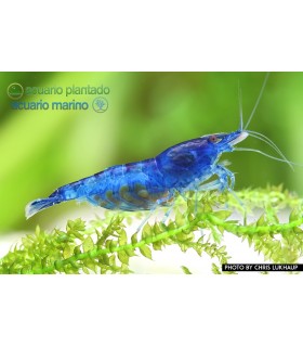 Blue Velvet Lote | Acuario Plantado