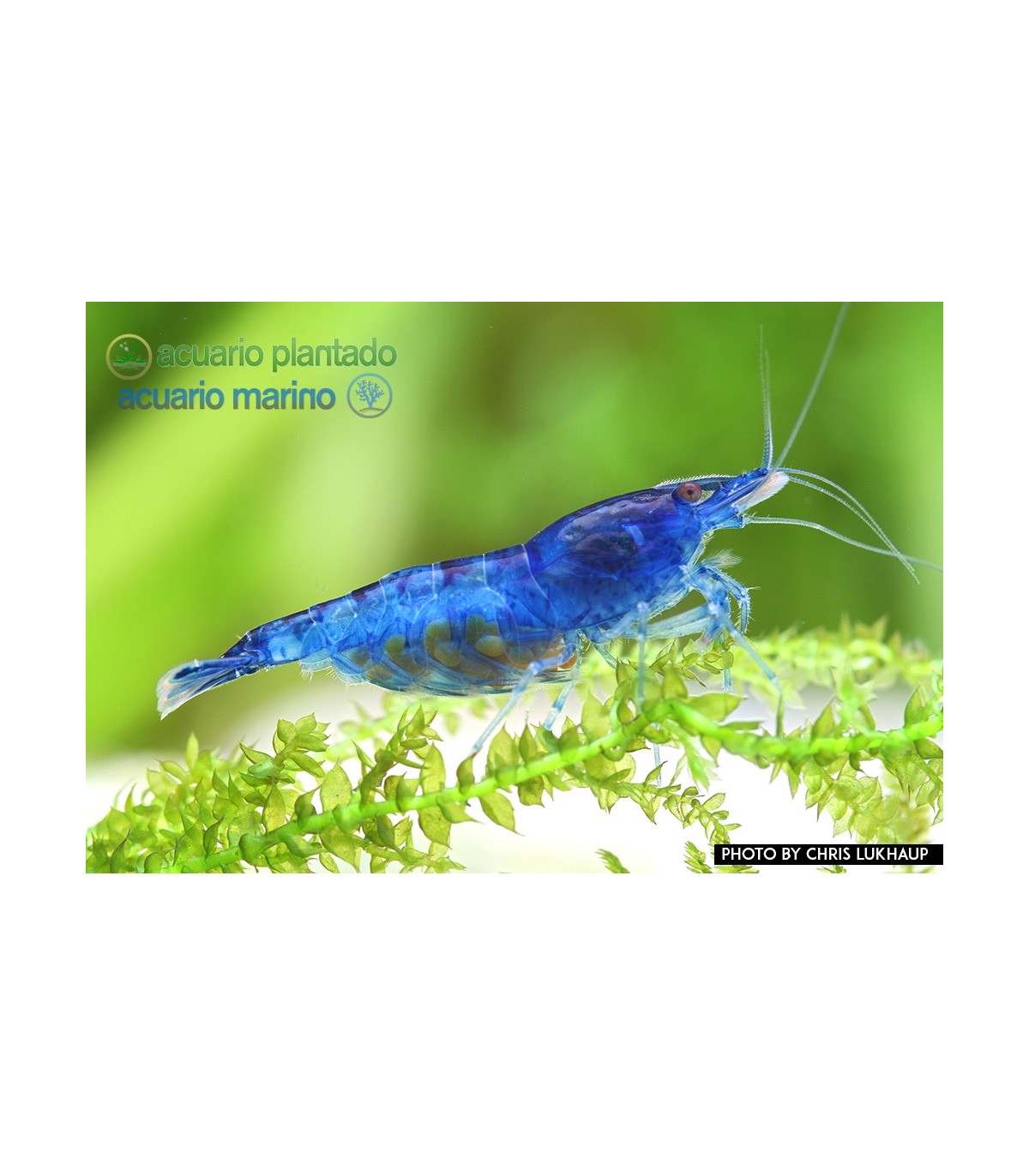 Gamba Blue | Acuario Plantado