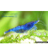 Gambas de acuario Blue Velvet