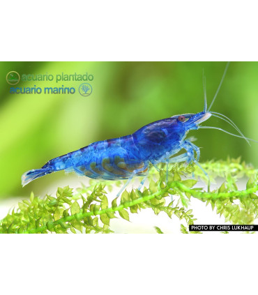 Gambas de acuario Blue Velvet