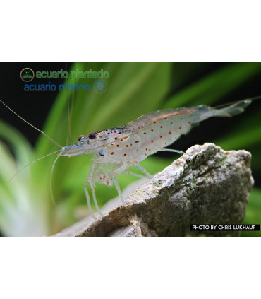 Gambas de acuario amano japonica