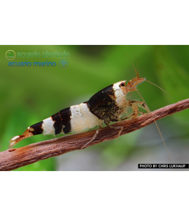 Gambas de acuario Crystal Black S