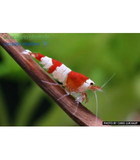 Camarão Cristal Vermelho S