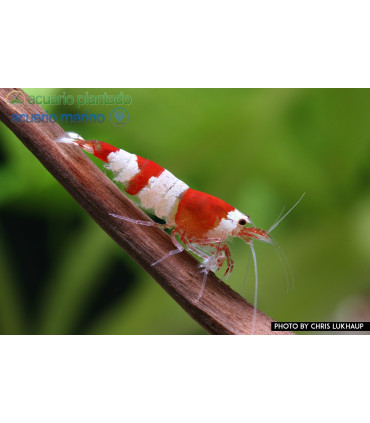 Gambas de acuario Crystal Red S